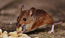 hospital-and-healthcare-facility-pest-management Experts in Winthrop